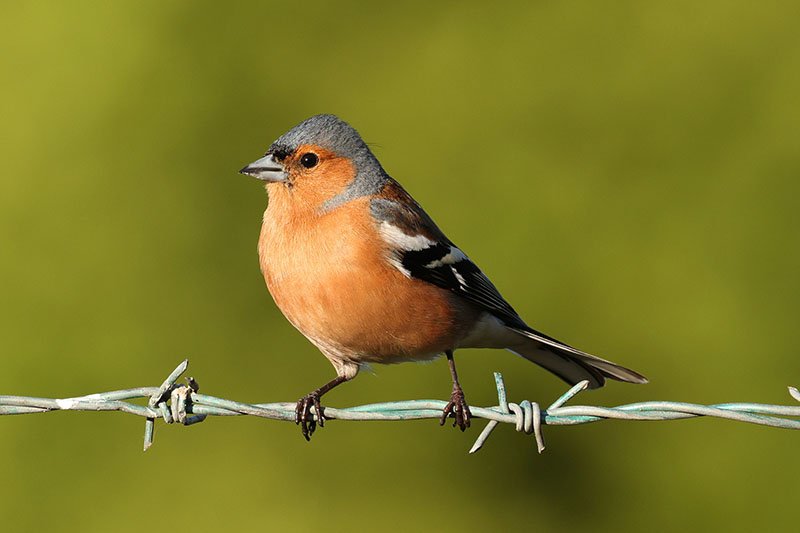 Canon RF 100-500mm F4.5-7.1L IS USM Sample Image Chaffinch