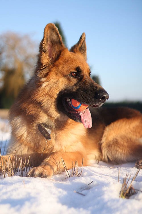 Canon RF 50mm F1.8 STM Sample Photo German Shepard Dog in Snow